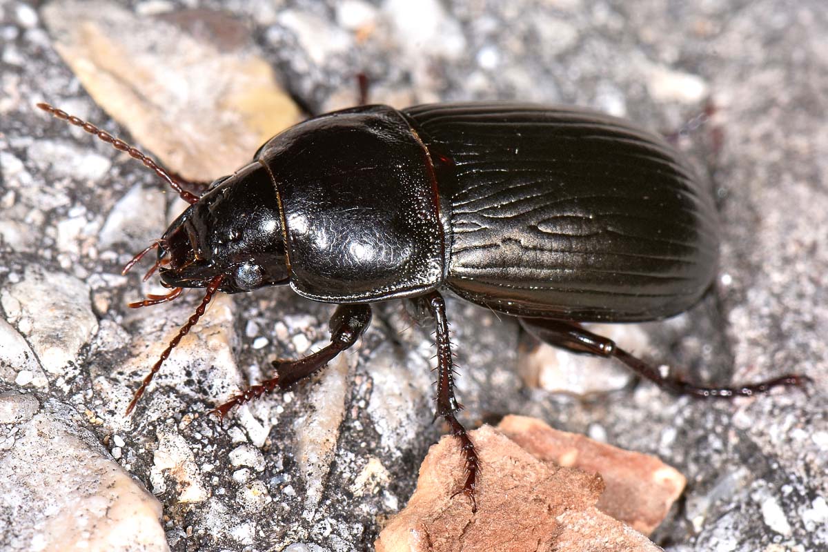 Carabidae: Harpalus sp? no, Zabrus tenebrioides